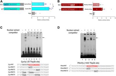 Transcription factor Ap2b regulates the mouse autosomal recessive polycystic kidney disease genes, Pkhd1 and Cys1